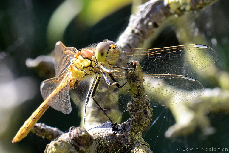 ENE-20120812-0503.jpg - [nl] Gewone oeverlibel ( Orthetrum cancellatum [en] Black-tailed Skimmer ( Orthetrum cancellatum 